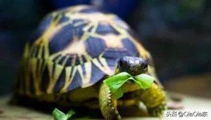世界上珍稀的陆龟，辐射龟多少钱一只？辐射龟生存环境是怎么样的？