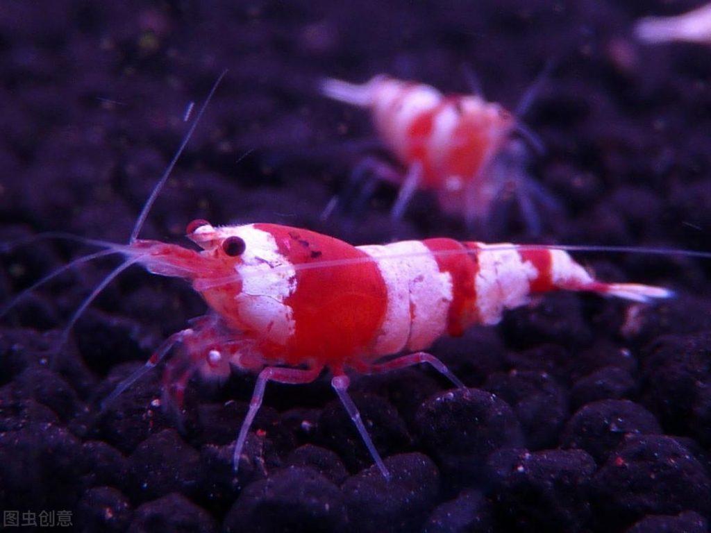 养红白水晶虾需要注意哪些问题呢？如何构建一个和谐鱼缸？