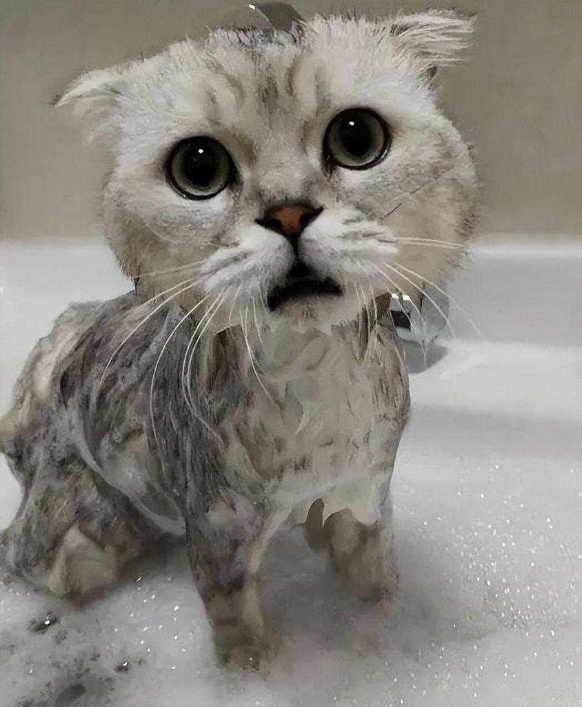 宠物店给猫洗一次澡收费80块，你觉得价格合理吗？