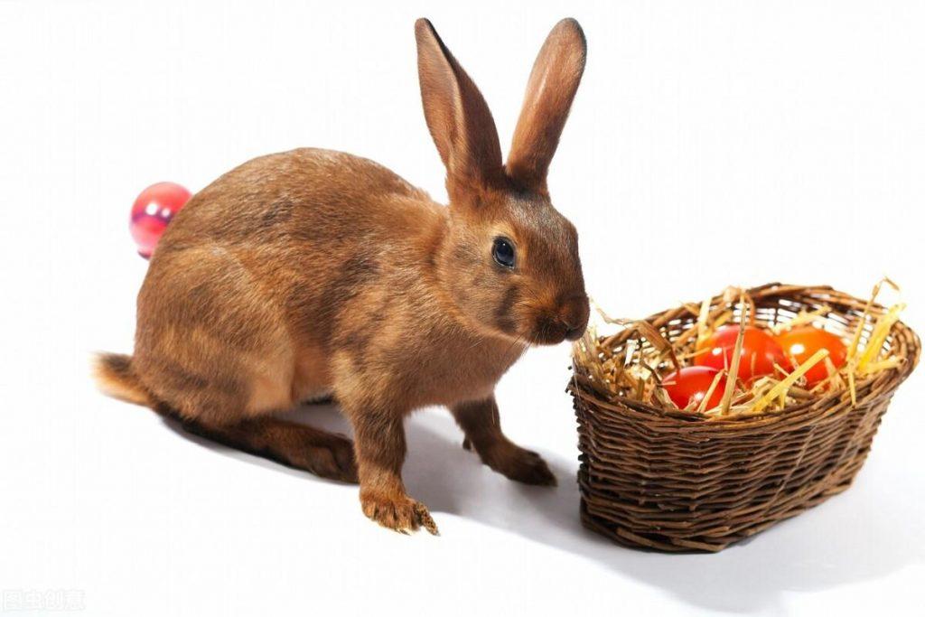 兔子每天喂多少食物