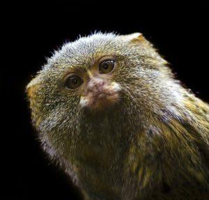 全球最小萌猴——侏儒狨猴的基本信息
