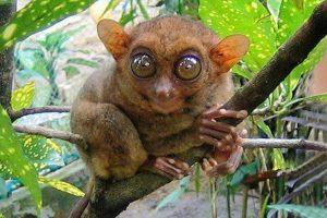 眼镜猴——世界最小的猴种