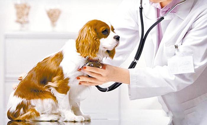 给狗狗体检多少钱？给狗狗打疫苗贵吗？
