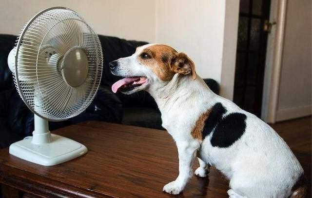 注意注意！高温预警，狗狗如何过夏天？狗狗中暑了怎么办？