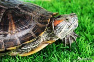 巴西龟怎么分公母？巴西龟公母能一起养吗？