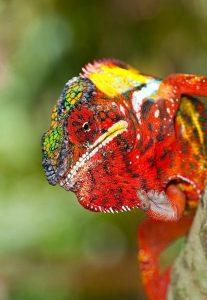 地球上20大色彩最绚烂的蜥蜴