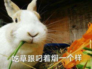 兔子绝育到底有哪些好处？兔子什么时候适合去做绝育呢？
