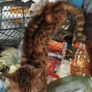 流浪猫竟是名贵品种猫身价是上万的孟加拉豹猫