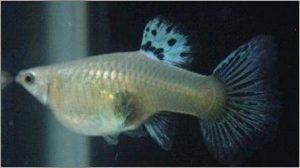 为什么母鱼生完小鱼总死鱼？普通草缸的水质一定是酸性的吗？