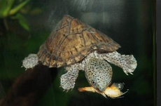 我们常养的那些乌龟寿命到底有多久？