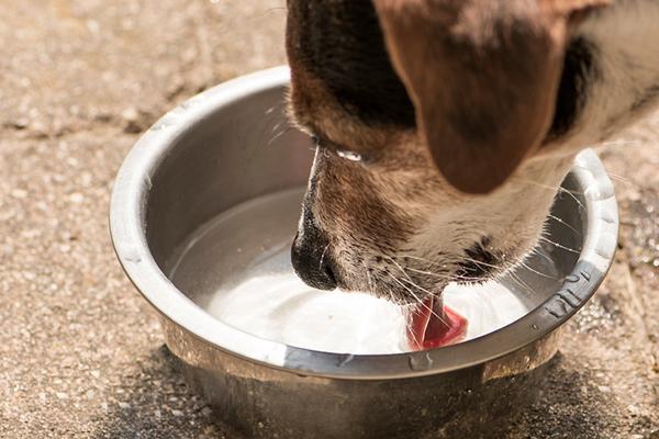 狗狗一天要喝多少水才合适？怎么让不爱喝水的狗狗多喝一点？