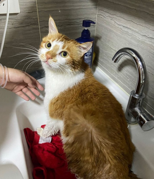 宠物店给猫洗澡要八十块，这值吗？