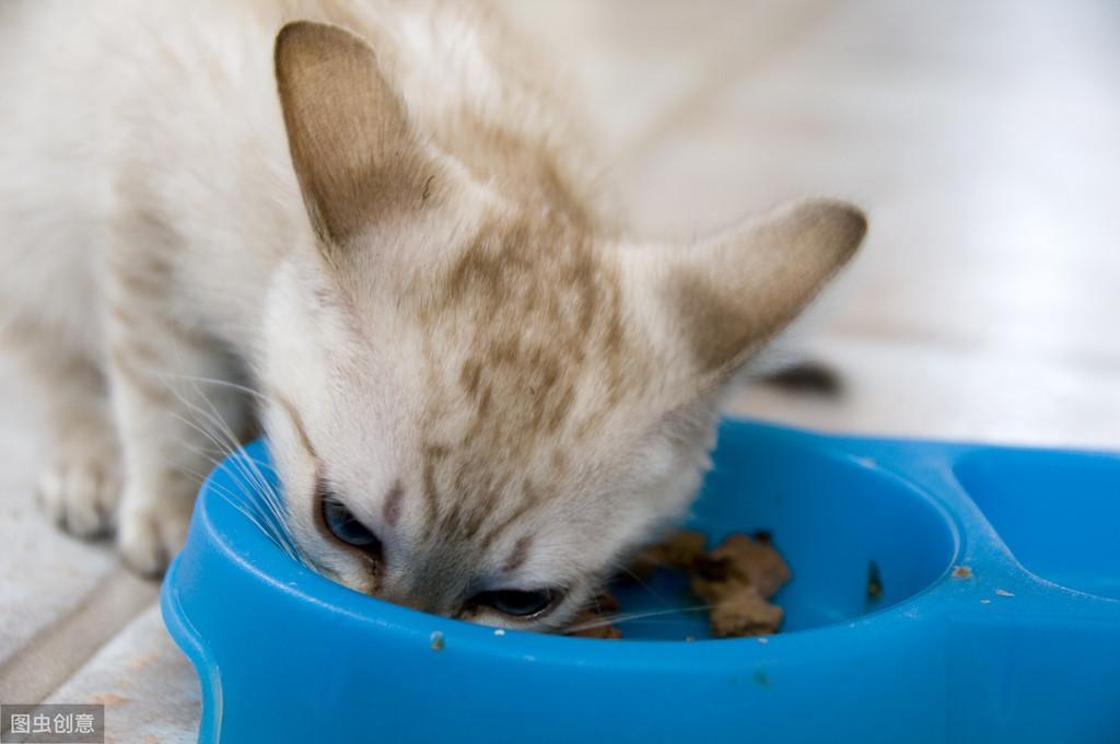 幼猫的健康标准及喂养准则：两个月之后的喂养要点