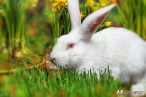 兔子多久不喝水会渴死？怎么给兔子喝水？