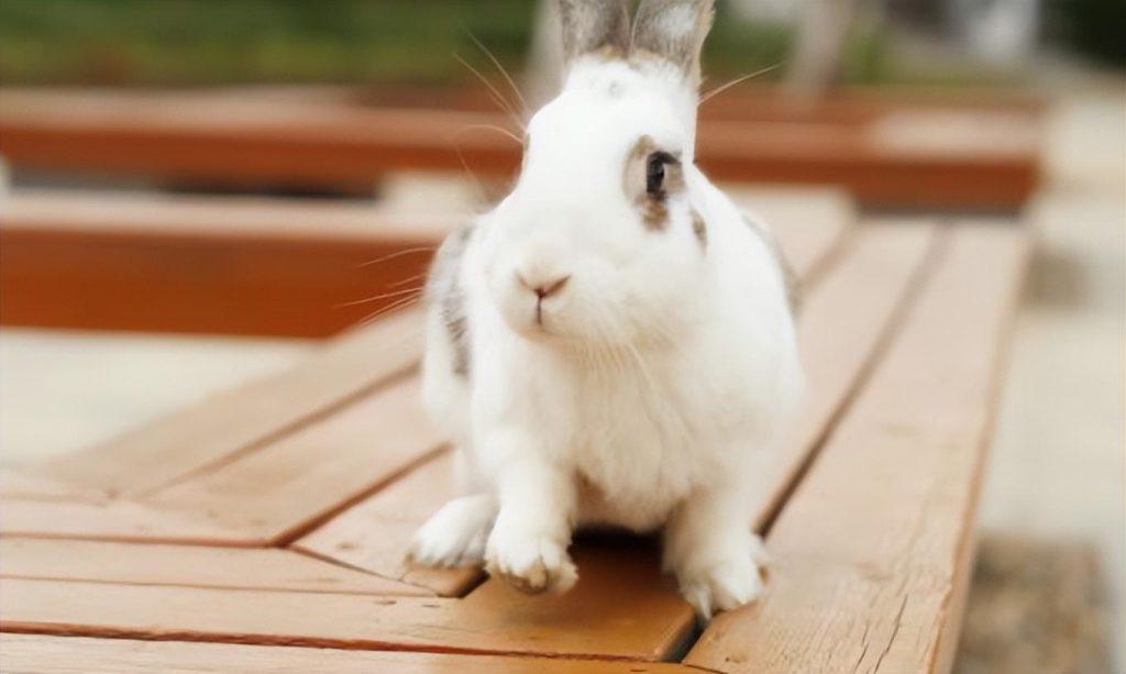 兔子球虫疫苗多少钱？兔子打球虫针会花多少钱？