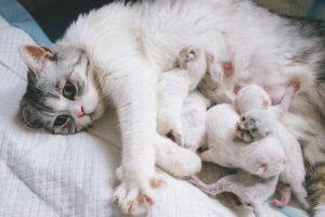 猫咪怀孕后预产期怎么算？怎么判断猫有没有怀孕？