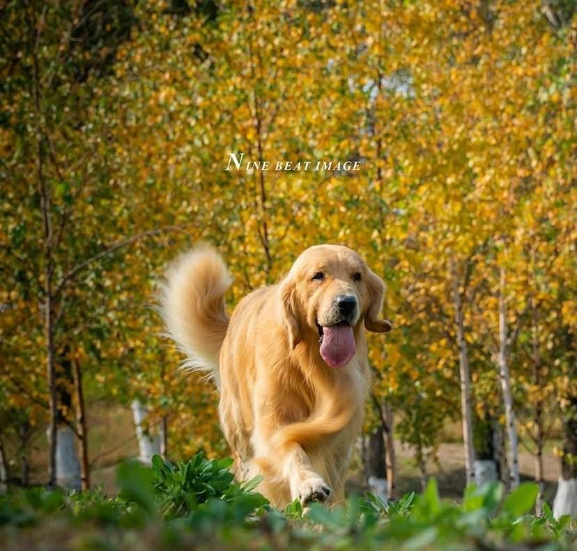 你觉得金金毛犬听话吗？金毛犬好养吗?