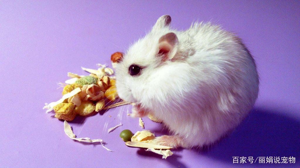 银狐仓鼠的正确饲养方法是什么？