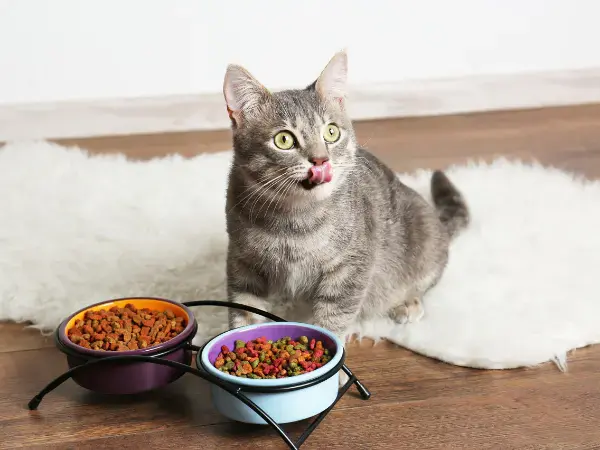 猫咪每天到底该吃多少？一天吃几顿合理？