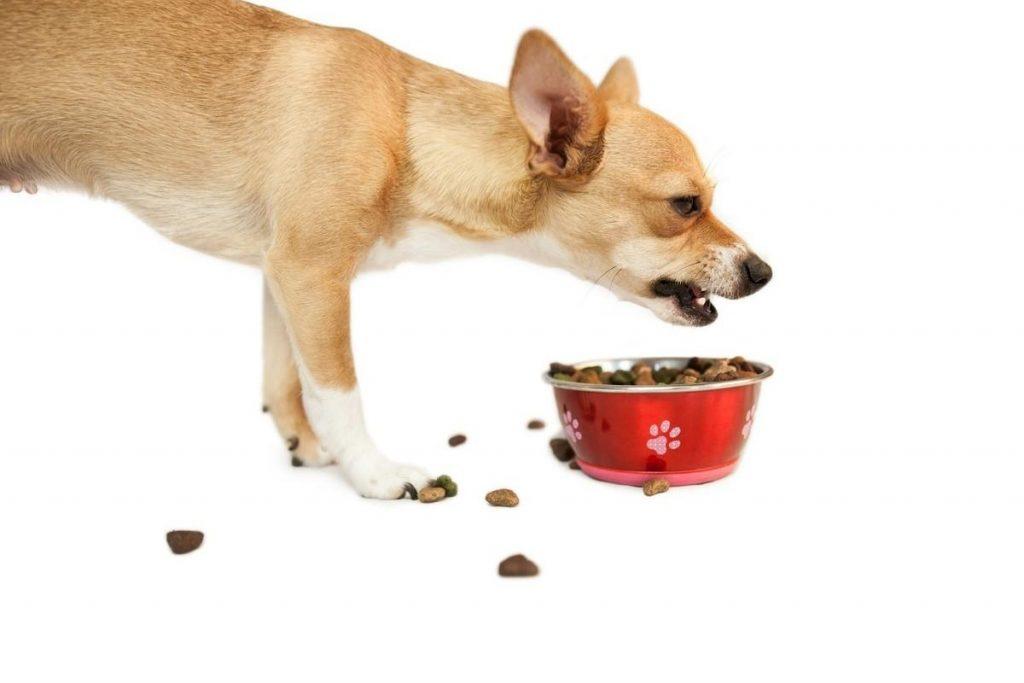 为什么按颗喂狗粮这种方式会流行起来？数着颗粒给狗狗喂狗粮，有哪些坏处呢？