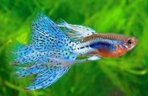 为什么母鱼生完小鱼总死鱼？普通草缸的水质一定是酸性的吗？