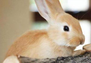 兔子感冒用什么药？怎么照顾感冒了的兔子？