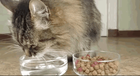 猫咪每天正常的饮水量是多少呢？猫咪不爱喝水的原因有哪些？