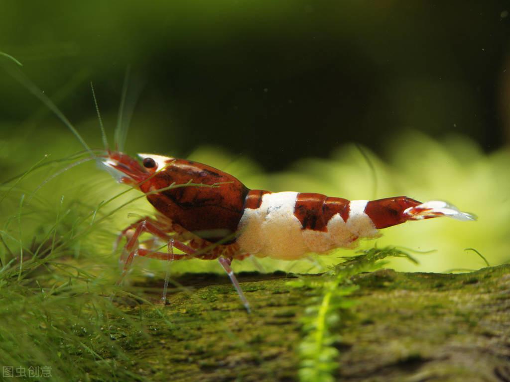 养红白水晶虾需要注意哪些问题呢？如何构建一个和谐鱼缸？