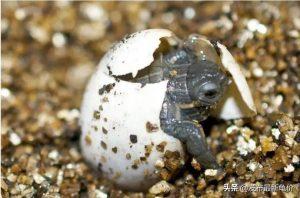 龟蛋孵化多久才出壳呢？根据什么来推算孵化时间才是科学和比较准确？