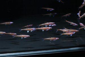 紫光精灵鱼的基本习性是什么？紫光精灵鱼有什么优点？