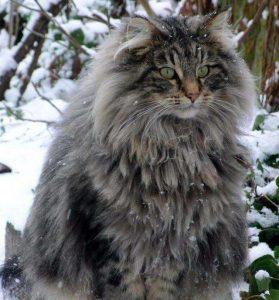 什么猫咪比较扛冷？什么品种的猫咪没那么怕冷？