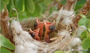 对雏鸟进行人工哺育时，需要掌握哪些技术要点？