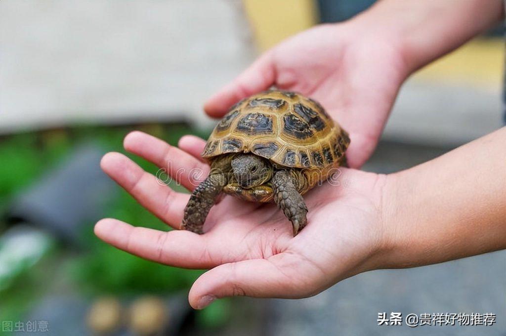 5元的小乌龟能活多久？乌龟能不能长时间泡水？小乌龟怎么养？