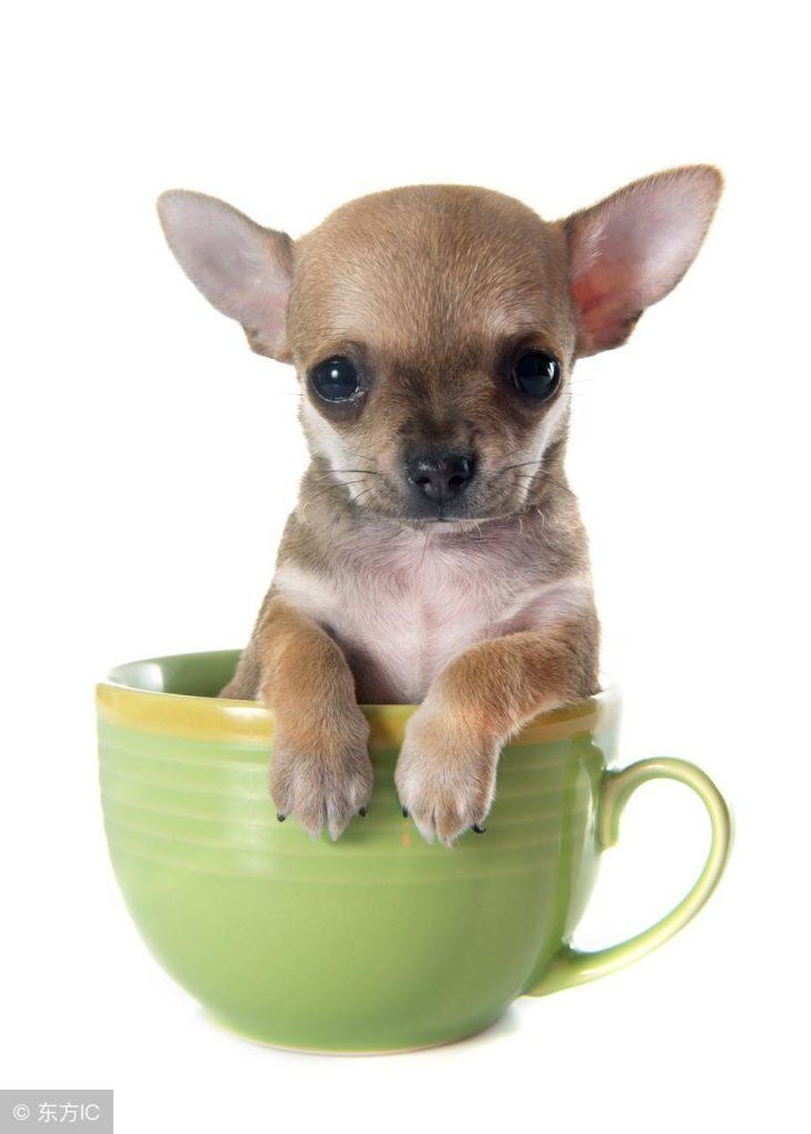 茶杯犬多少钱一只？茶杯犬为什么容易死？