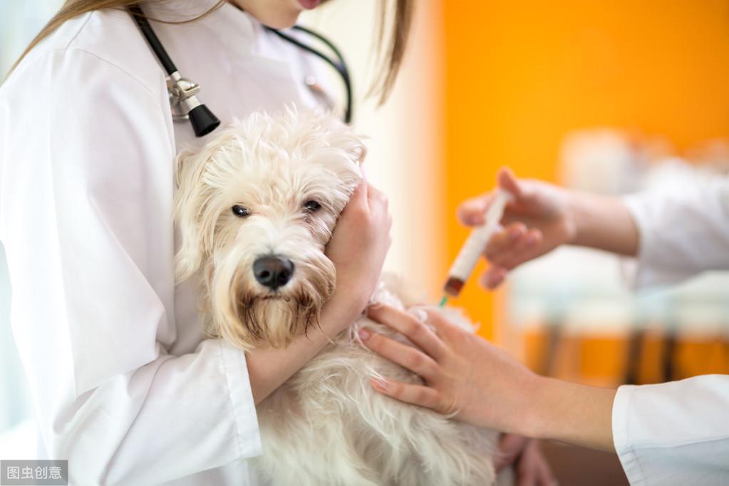 狗狗打疫苗前、后宠物医院推荐的犬抗体检测，到底该不该做？（狗打完疫苗测抗体多少钱）