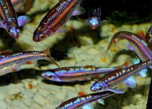 紫光精灵鱼的基本习性是什么？紫光精灵鱼有什么优点？