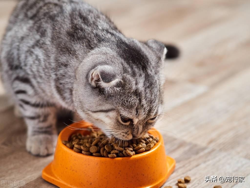 猫咪喂食一天几次最好？怎么喂猫才正确？