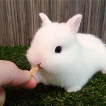 荷兰侏儒兔的生活习性和训练技巧