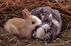 迷你兔多少钱一只？迷你兔好饲养吗？