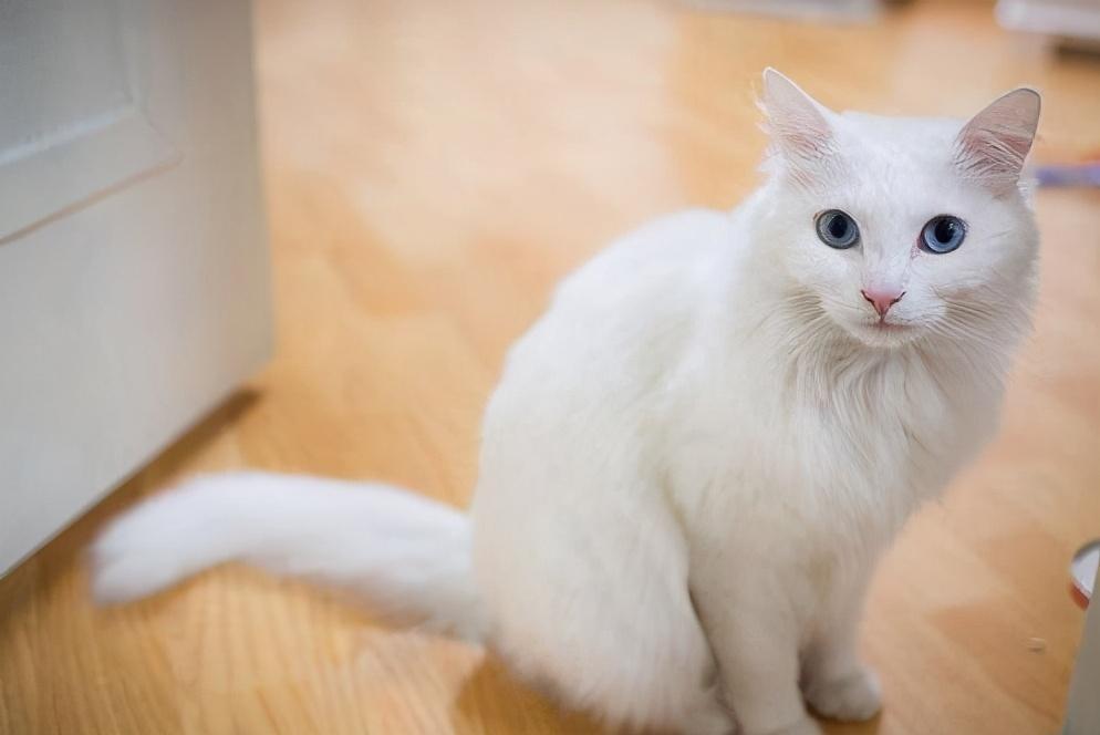 猫的便便正常是什么样子的？如何预防不健康的大便？
