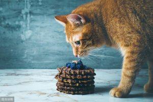 猫咪也会得糖尿病吗？猫咪患上糖尿病有哪些症状？
