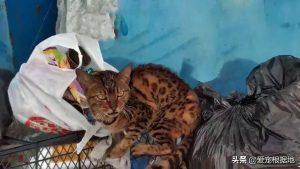 流浪猫竟是名贵品种猫身价是上万的孟加拉豹猫