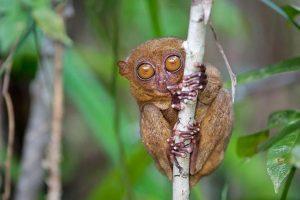 眼镜猴——世界最小的猴种