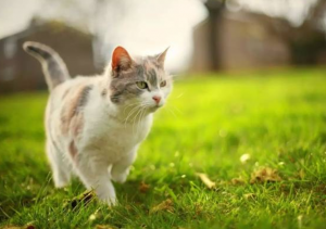 流浪小猫不可忽视外部疾病“猫检”套餐了解一下？