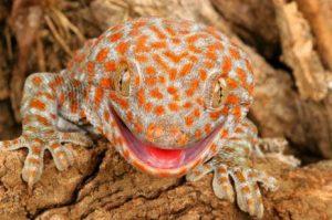 地球上20大色彩最绚烂的蜥蜴
