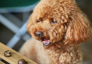 饲养贵宾犬的6大注意事项，注意一下能减少许多麻烦