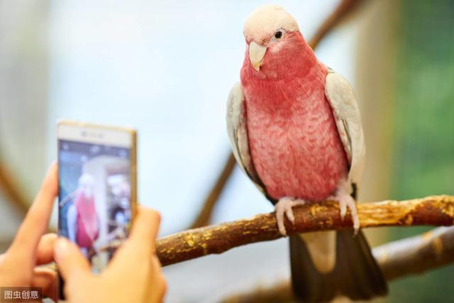 特别冷门！介绍一种国内比较少见的鹦鹉——粉红巴丹鹦鹉