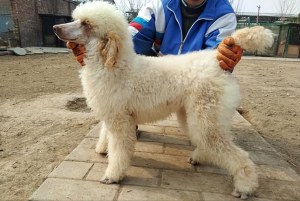 多人养巨型贵宾犬的原因有哪些？颜值高又粘人，很难不爱