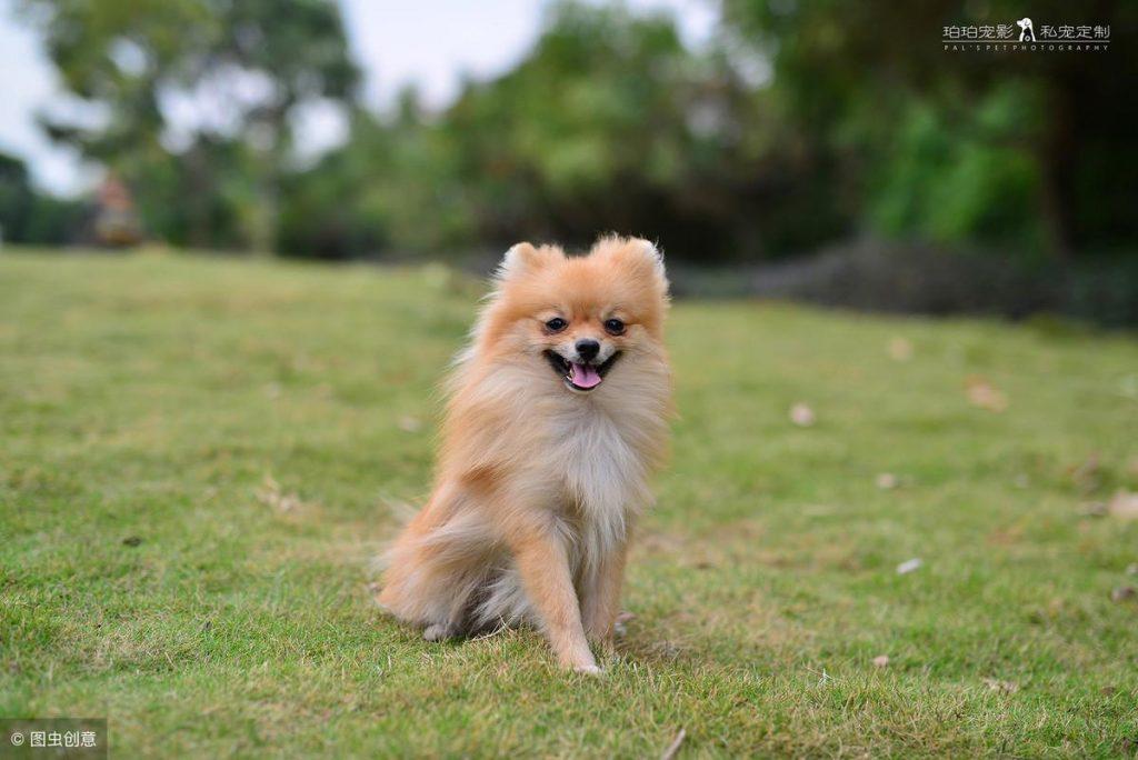 宠物百科之博美犬：博美犬性格特点