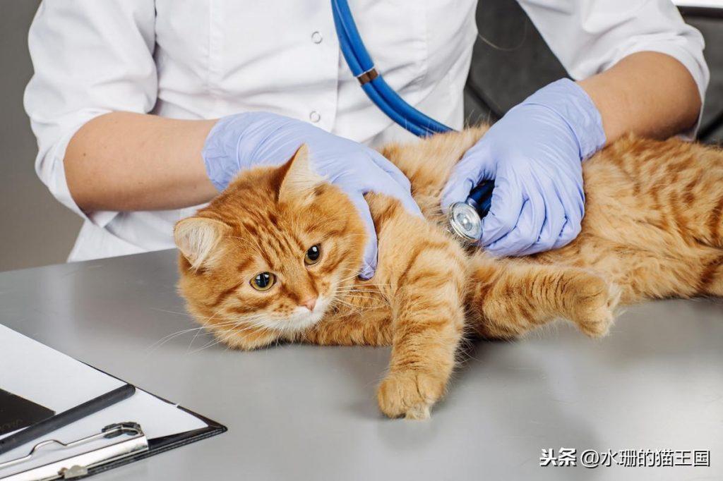 给猫看病到底有多贵？两只猫的年度医疗账单！